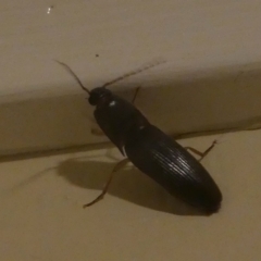 Elateridae (family) (Unidentified click beetle) at Undefined, NSW - 20 Mar 2019 by HarveyPerkins