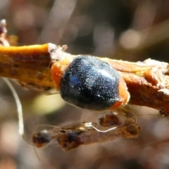 Cryptolaemus montrouzieri (Mealybug ladybird) at Barunguba (Montague) Island - 19 Mar 2019 by HarveyPerkins