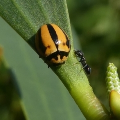 Micraspis frenata (Striped Ladybird) at Undefined, NSW - 23 Mar 2019 by HarveyPerkins