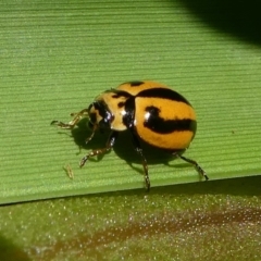 Micraspis frenata (Striped Ladybird) at Undefined, NSW - 25 Mar 2019 by HarveyPerkins