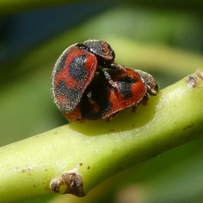 Rodolia cardinalis (Vedalia Beetle or Cardinal Ladybird) at Undefined, NSW - 26 Mar 2019 by HarveyPerkins