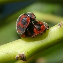 Rodolia cardinalis (Vedalia Beetle or Cardinal Ladybird) at Barunguba (Montague) Island - 26 Mar 2019 by HarveyPerkins