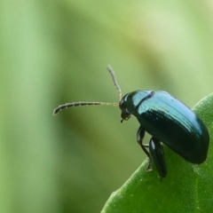 Unidentified Leaf beetle (Chrysomelidae) at Undefined, NSW - 24 Mar 2019 by HarveyPerkins