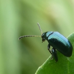 Altica sp. at Undefined, NSW - 24 Mar 2019 by HarveyPerkins