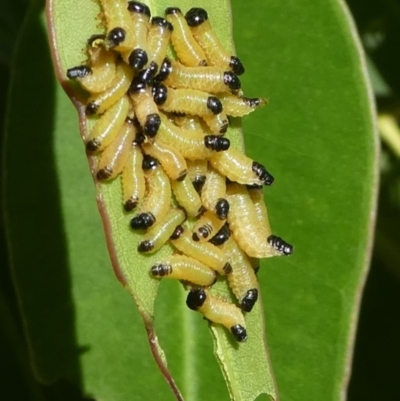 Paropsis atomaria (Eucalyptus leaf beetle) at Barunguba (Montague) Island - 26 Mar 2019 by HarveyPerkins