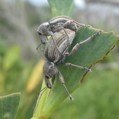 Perperus sp. (Unidentified Perperus weevil) at Barunguba (Montague) Island - 23 Mar 2019 by HarveyPerkins