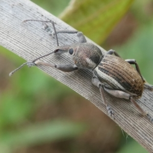 Perperus sp. at Undefined, NSW - 23 Mar 2019