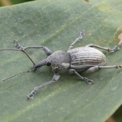 Perperus sp. at Undefined, NSW - 23 Mar 2019 02:32 PM
