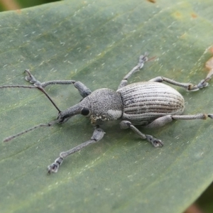 Perperus sp. at Undefined, NSW - 23 Mar 2019