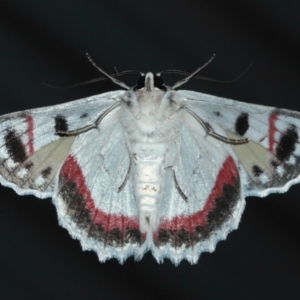 Crypsiphona ocultaria at Evatt, ACT - 25 Mar 2019