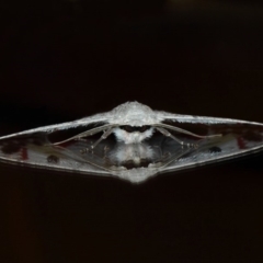 Crypsiphona ocultaria at Evatt, ACT - 25 Mar 2019