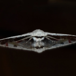 Crypsiphona ocultaria at Evatt, ACT - 25 Mar 2019