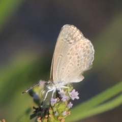 Zizina otis (Common Grass-Blue) at Paddys River, ACT - 19 Jan 2019 by michaelb