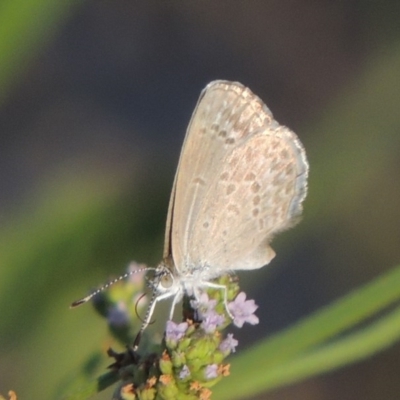 Zizina otis (Common Grass-Blue) at Paddys River, ACT - 19 Jan 2019 by michaelb