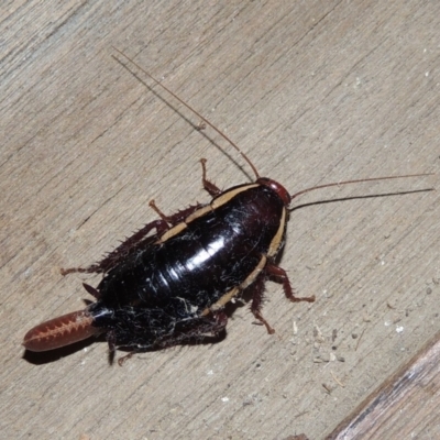 Drymaplaneta communis (Eastern Wood Runner, Common Shining Cockroach) at Pollinator-friendly garden Conder - 21 Jan 2019 by michaelb