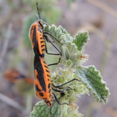 Agonoscelis rutila (Horehound bug) at Point Hut to Tharwa - 29 Jan 2019 by michaelb