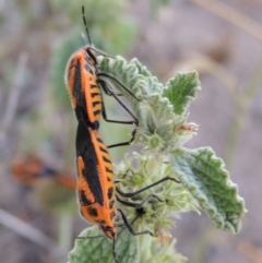 Agonoscelis rutila (Horehound bug) at Point Hut to Tharwa - 29 Jan 2019 by michaelb