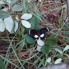Papilio aegeus (Orchard Swallowtail, Large Citrus Butterfly) at Spence, ACT - 5 Feb 2019 by Watermilli