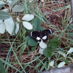 Papilio aegeus (Orchard Swallowtail, Large Citrus Butterfly) at Spence, ACT - 4 Feb 2019 by Watermilli