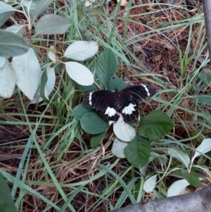 Papilio aegeus at Spence, ACT - 5 Feb 2019 08:36 AM