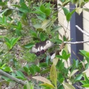 Papilio aegeus at Spence, ACT - 7 Jan 2019