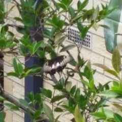 Papilio aegeus at Spence, ACT - 7 Jan 2019 12:57 PM