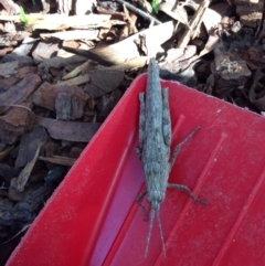 Coryphistes ruricola (Bark-mimicking Grasshopper) at Pambula, NSW - 11 Apr 2019 by elizabethgleeson
