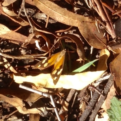 Heteronympha merope (Common Brown Butterfly) at Namadgi National Park - 10 Apr 2019 by KMcCue