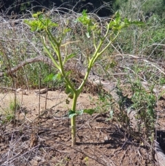 Datura stramonium (Common Thornapple) at Paddys River, ACT - 31 Mar 2019 by Speedsta