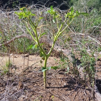 Datura stramonium (Common Thornapple) at Paddys River, ACT - 31 Mar 2019 by Speedsta