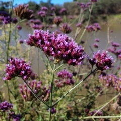 Verbena incompta (Purpletop) at Paddys River, ACT - 31 Mar 2019 by Speedsta