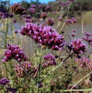 Verbena incompta at Paddys River, ACT - 31 Mar 2019