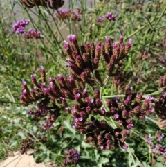 Verbena incompta at Paddys River, ACT - 31 Mar 2019 03:14 PM