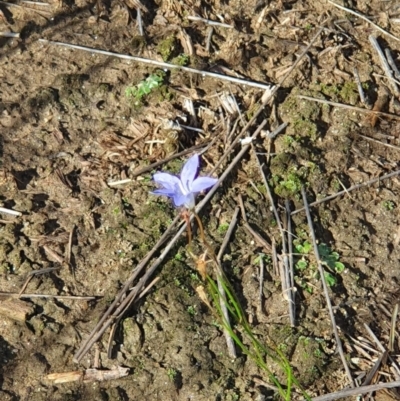 Wahlenbergia sp. (Bluebell) at Pine Island to Point Hut - 31 Mar 2019 by Speedsta