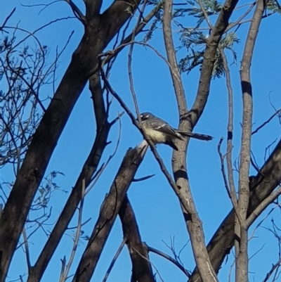 Rhipidura albiscapa (Grey Fantail) at Pine Island to Point Hut - 31 Mar 2019 by Speedsta