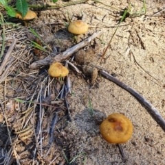 zz agaric (stem; gills not white/cream) at Paddys River, ACT - 31 Mar 2019 by Speedsta