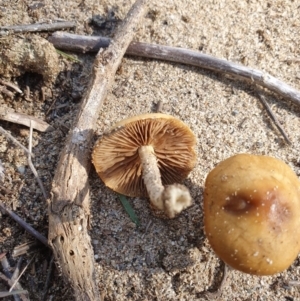 zz agaric (stem; gills not white/cream) at Paddys River, ACT - 31 Mar 2019