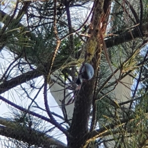 Trichonephila edulis at Queanbeyan West, NSW - 7 Apr 2019