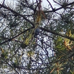 Trichonephila edulis at Queanbeyan West, NSW - 7 Apr 2019