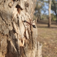 Myrmecia nigriceps (Black-headed bull ant) at Queanbeyan West, NSW - 7 Apr 2019 by Speedsta