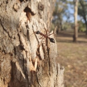 Myrmecia nigriceps at Queanbeyan West, NSW - 7 Apr 2019