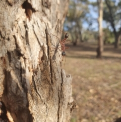 Myrmecia nigriceps at Queanbeyan West, NSW - 7 Apr 2019