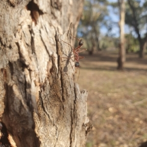 Myrmecia nigriceps at Queanbeyan West, NSW - 7 Apr 2019