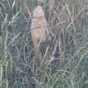 Typha sp. at Jerrabomberra, ACT - 2 Apr 2019 05:45 PM