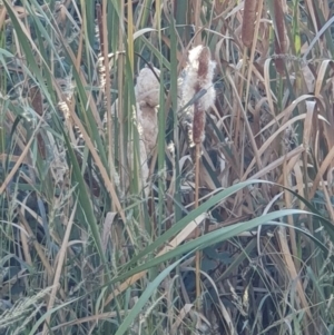 Typha sp. at Jerrabomberra, ACT - 2 Apr 2019 05:45 PM