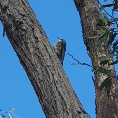 Cormobates leucophaea (White-throated Treecreeper) at Jerrabomberra, NSW - 1 Apr 2019 by Speedsta