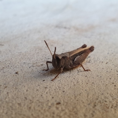 Cryptobothrus chrysophorus (Golden Bandwing) at QPRC LGA - 11 Apr 2019 by Speedsta