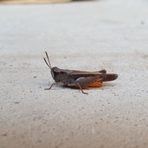 Cryptobothrus chrysophorus at Queanbeyan West, NSW - 11 Apr 2019