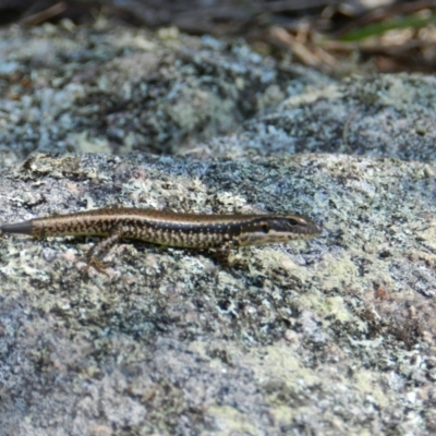 Eulamprus heatwolei (Yellow-bellied Water Skink) at Biamanga National Park - 11 Apr 2019 by SueMuffler