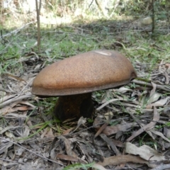 Phlebopus marginatus (Giant Bolete) at Wapengo, NSW - 11 Apr 2019 by SueMuffler